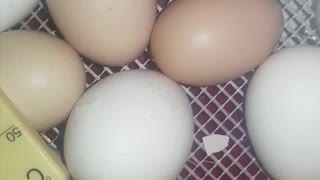 Amazing moment - Chicken coming out from egg