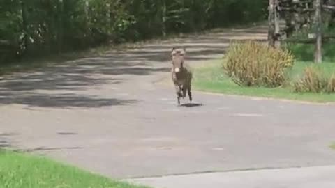 High-energy baby donkey can't stop running around the yard