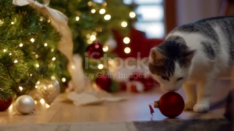 Cat Destroys Christmas. Cat falling down while playing with decorated christmas tree.