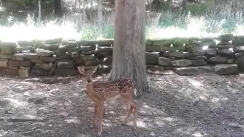 Fawn waits patiently while her Mamma eats from caretaker