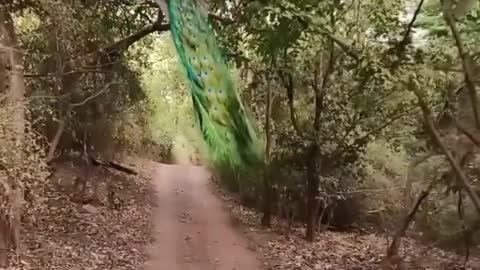 peacock takes off peacefully in Ranthambor.