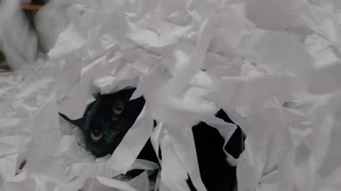 Close-up shot of vlack cat playing with a lot of white paper confetti