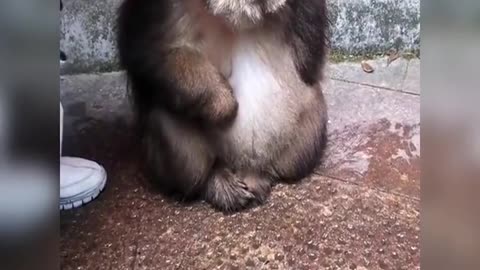What a cute one-armed monkey