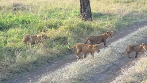 Lion cubs trying to cross road