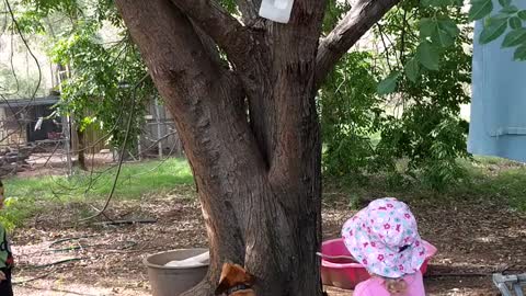 Dog climbs tree