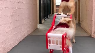 Dogs Last Minute Dash to the Shops