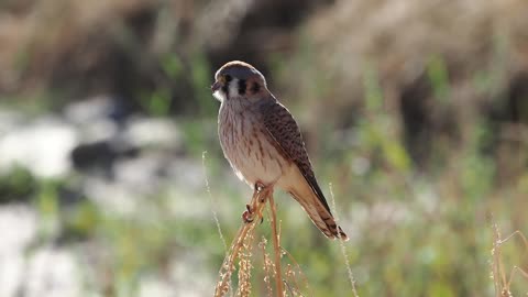 American Kestrel Experience