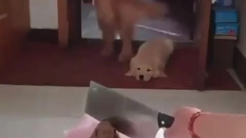 dog can't stand to see the owner doing this.