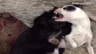 Two dogs show fangs on grey couch