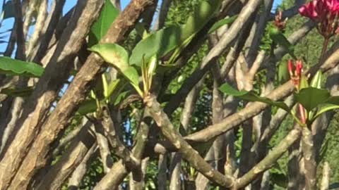 African Ringneck pays a backyard visit