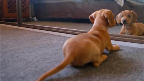 Dog Status Short Video| Funny Dog Video cute dog baby