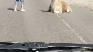 Llama Doesn't Want to Move off the Road