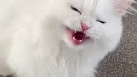 Very funny wite cat