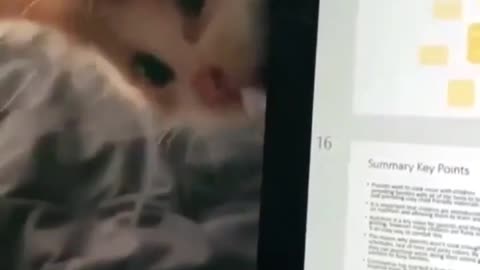 cute cat is trying to eat the computer..so cute😍😍😍