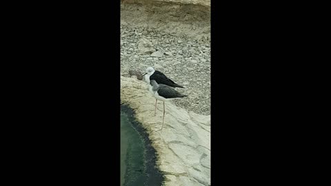 Sharjah Wild Life Aviary Section