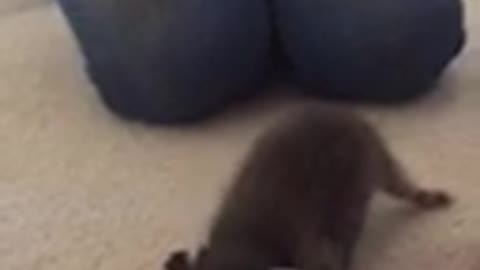 Baby raccoon learning to walk