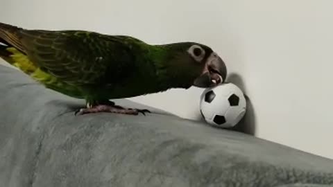 Bird green play football