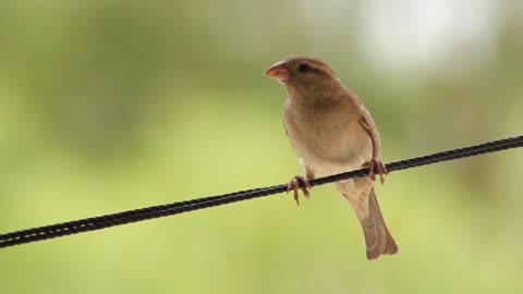 Awesome and beautiful video of a bird singing very quickly