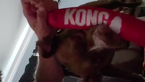 Pitbull Playing with Favorite Kong Toy