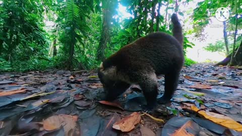 Agouti who was eating peacefully was chased by a Coati.(#Cute animals)