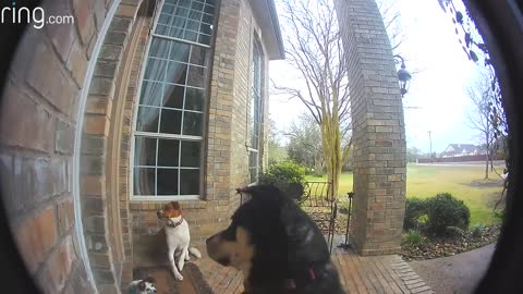 Dog uses video doorbell