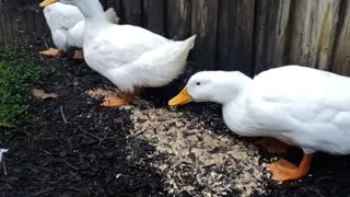 Morning duck feeding