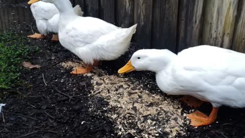 Morning duck feeding