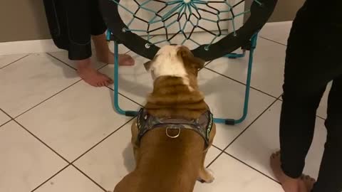 Louie the Bulldog Gets Stuck in Bungee Chair