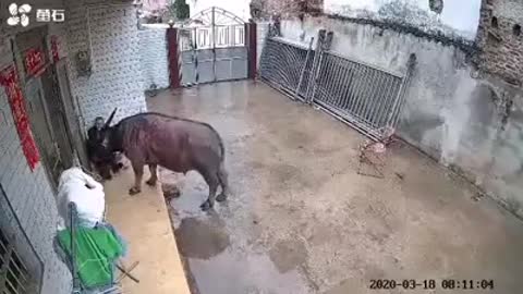 A man is attacked by a buffalo | මිනිසෙකුට මී හරකෙකු විසින් පහර දෙනු ලැබේ