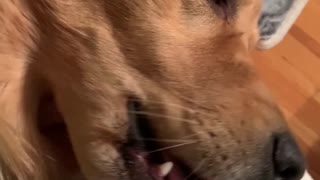 Doggy Likes to Lick Random Things