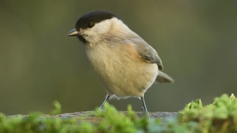 What bird is this?