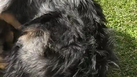 Two brown dogs play fight on green grass