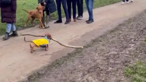 The dachshund has a very important mission. The branch manager.
