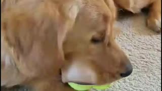 1 year old Golden Retriever fits 3 balls into his mouth! So funny!