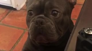 Black french bulldog barking at owner while sitting up