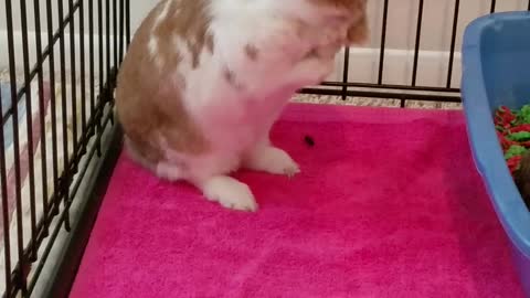 Truffles The Dwarf Bunny Washes His Ears