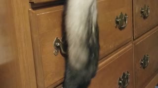 Smart Ferret Opens Drawer