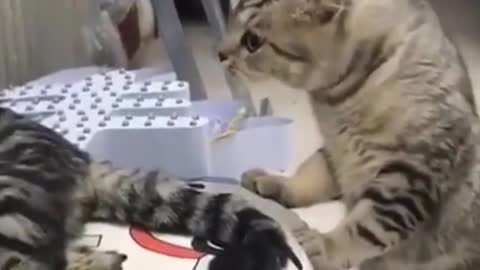 Top funny cats video - try not to laugh - funny video - timepass