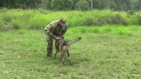 Watch U.S. and Philippine Military Dogs Take Part in Epic Training Exercise!