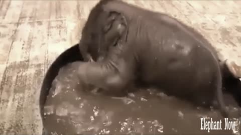 Elephant play in A Basin in The water