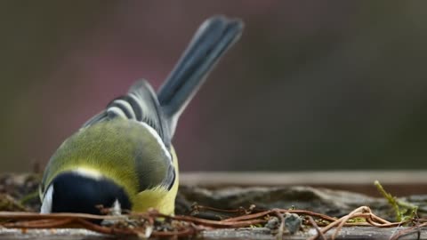 Titmouse bird