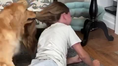 Excited Golden Retriever straight up steals girl's scrunchie