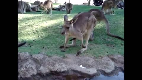Baby Kangaroos CUTEST Compilation