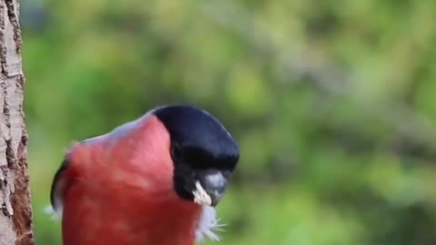 The Peony Bullfinch