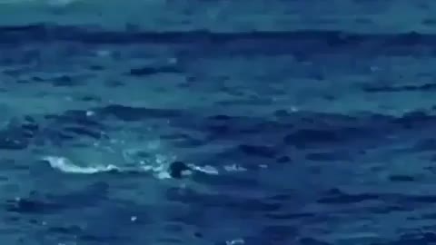 A very interesting scene. A whale devours a shark and seals 🐳🐋😱