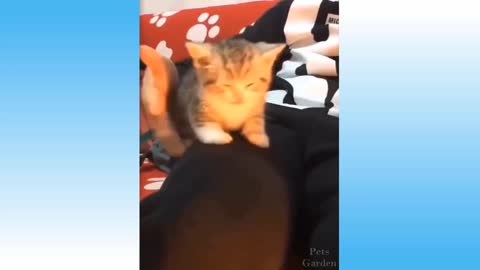 Little Cat falls Asleep and falls down from his Leg