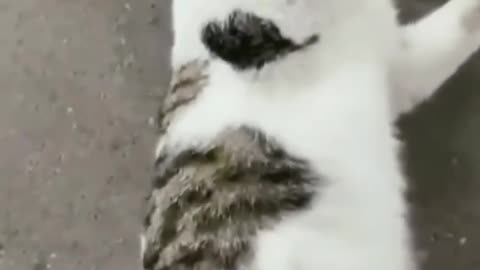 this cat loves affection