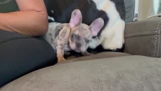 Blue Merle Male French Bulldog Puppy