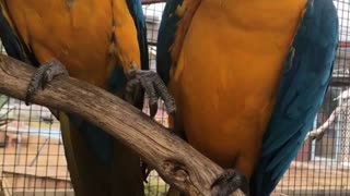 Sweet Macaw Partners Holding Hands