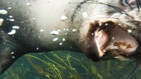 #seals hunting under water/enjoying/itself......